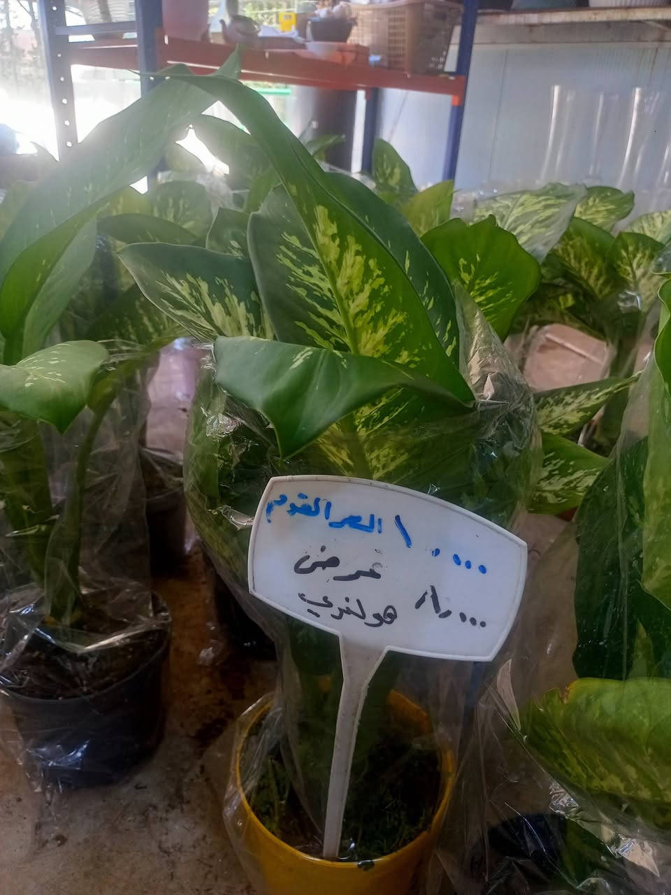 عروض خاصة مشتل سناريا سايدين حي المحاربين شارع النخيل


**إذا كنت صاحب هذا الإعلان وتريد حذفه لأي سبب، رجاءا أرسل رسالة إلى الدعم الفني**