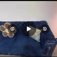 تخم ديوان • للبيع