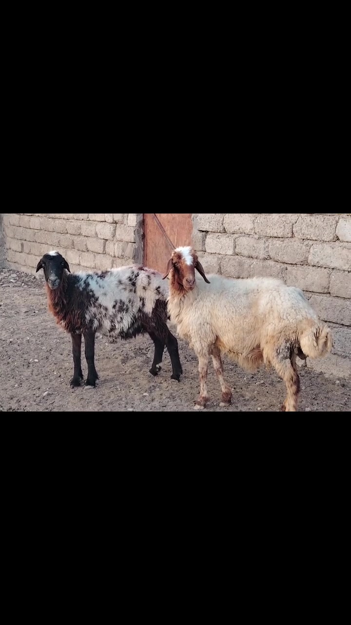 يوجد نعاج للبيع ملات جنيه 
المكان بيجي حي العصري 
                   الشراي يخابرني علارقام 
*********** زين   *********** اسيا
