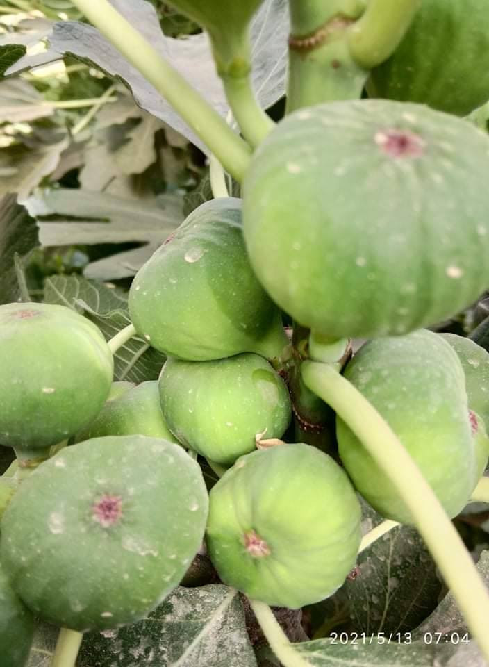 الهم صل على محمد وآل محمد مشتل بركات الرحمن تين بني مسلم وموجود عدده اصناف تين لاسباني تين ليونك المريكي وتين لعبيد بابل لحصوه على طريق الدايره يم محطة الصهباء مال للوقود ***********
