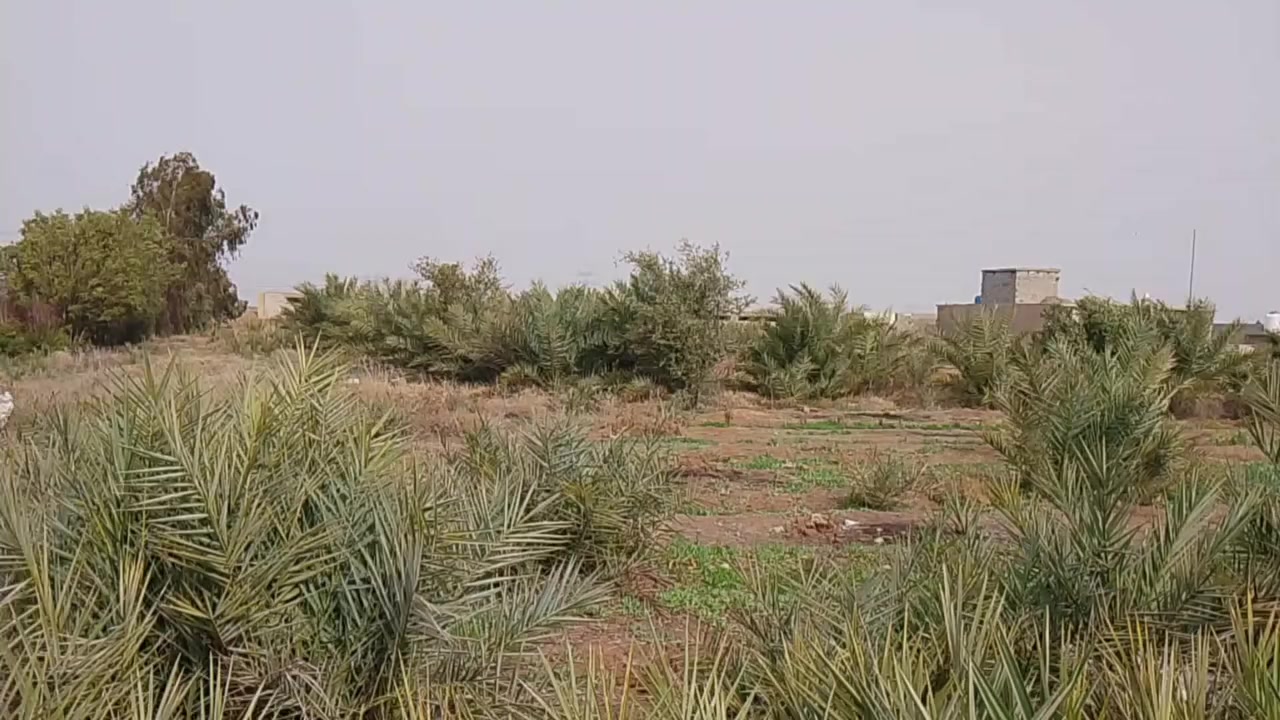 سلام عليكم ٤ دوانم البيع بل نهروان بستان وحقل مال مواشي عرضه ١٦ ونزاله ٦٢ متر الساس رفت شريطي والسكف مسلح وندك وجسور جاهز بيبانه وقطع ٨ قاعات   ***********اسيا ***********
