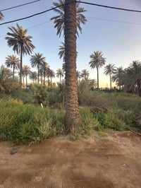 ‏السلام عليكم قطعة أرض زراعية في شارع أبو علي التميمي المساحة 100 متر ...
