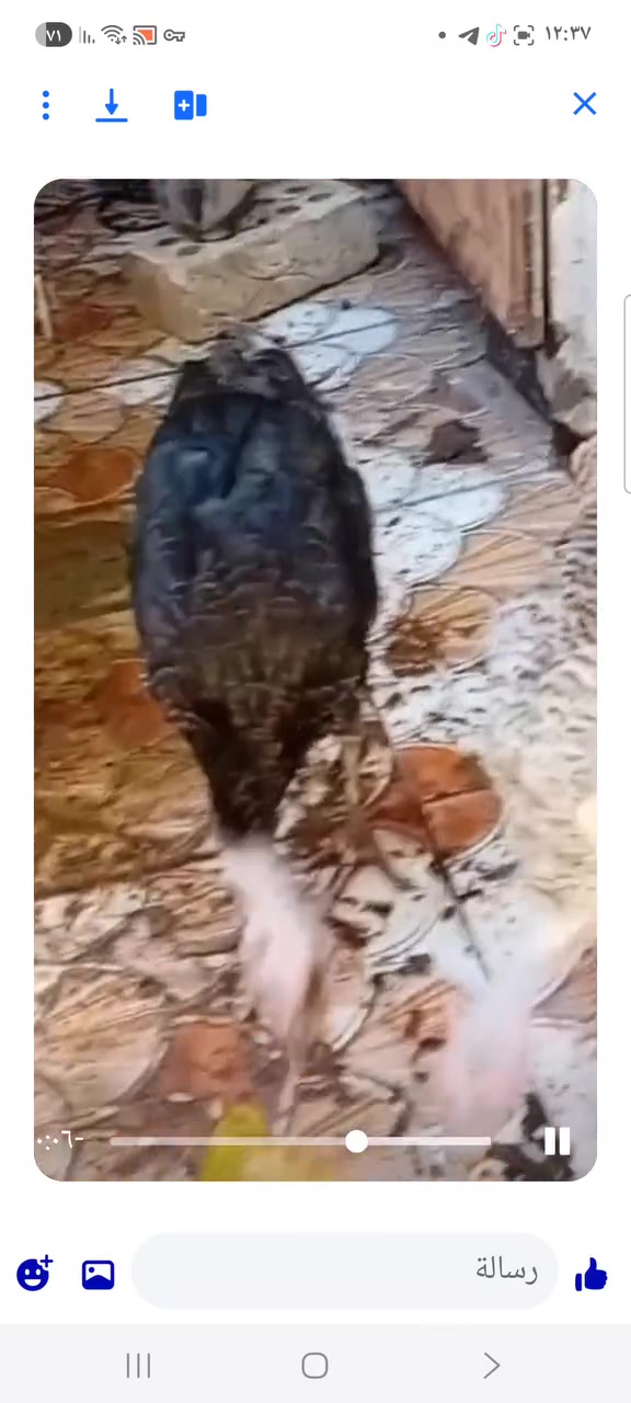 للبيع فسيفيات عدد 2
بشوش ووزه مصريه 
فراريج دجاج عرب  عدد 30
بسعر مناسب


**إذا كنت صاحب هذا الإعلان وتريد حذفه لأي سبب، رجاءا أرسل رسالة إلى الدعم الفني**