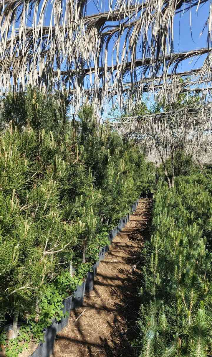 اللهم صل على محمد وآل محمد
للباحثين عن الفخامة والتميز، نوفر لكم كميات كبيرة من أشجار  الصنوبر (شمع دان).
✅ جاهزة للغرس الفوري.
✅ متوفرة بجميع الأحجام (من الشتلات الصغيرة إلى الأشجار الكبيرة).
✅ مثالية لتزيين الحدائق الواسعة والشاليهات الراقية.
​ملاحظة: البيع جملة فقط. أسعارنا خاصة للكميات الكبيرة 
العنوان : بغداد الكريعات
​📞 للتواصل والاستفسار : ***********
لاتوجد خدمة توصيل
ومن الله التوفيق  .
