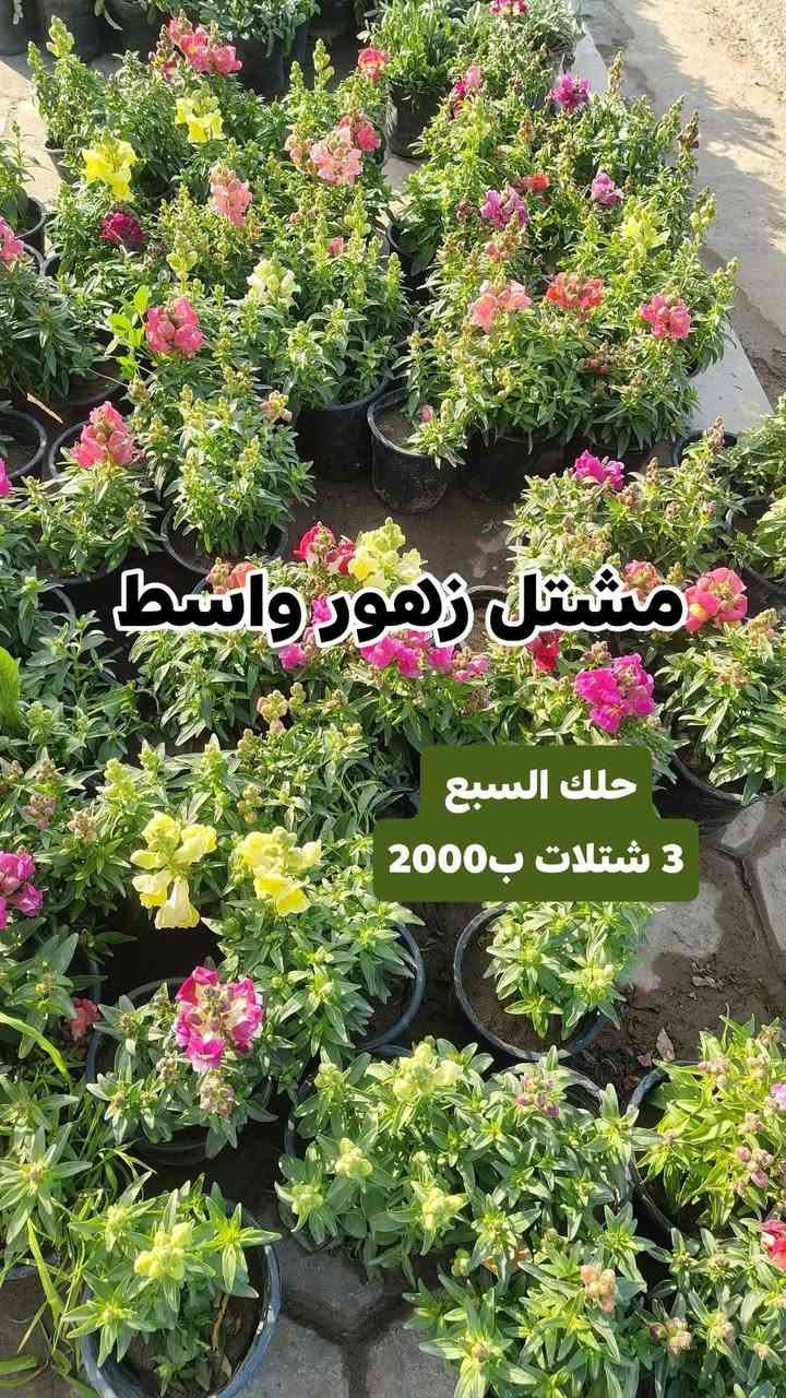 كل ٣ شتلات ب 5000 واكو ب3 ب2000
الشتلات كلهن دائمي صيف وشتاء وتكدر تختار من كل نوع وحده عادي  

يفتح المشتل طيله ايام الاسبوع من الساعه 8:00 صباحا والى الساعه 10:00 ليلآ
#مشتل_زهور_واسط العنوان كوت فلكه الحاوي شارع مجمع دمشق الطبي مقابل ابتدائية الكوت للتعليم الأساسي #يوجد_توصيل_داخل_الكوت
*********** لطلب والاستفسار واتساب  او مراسله الصفحه الشخصيه بلال الواسطي🌹😊
