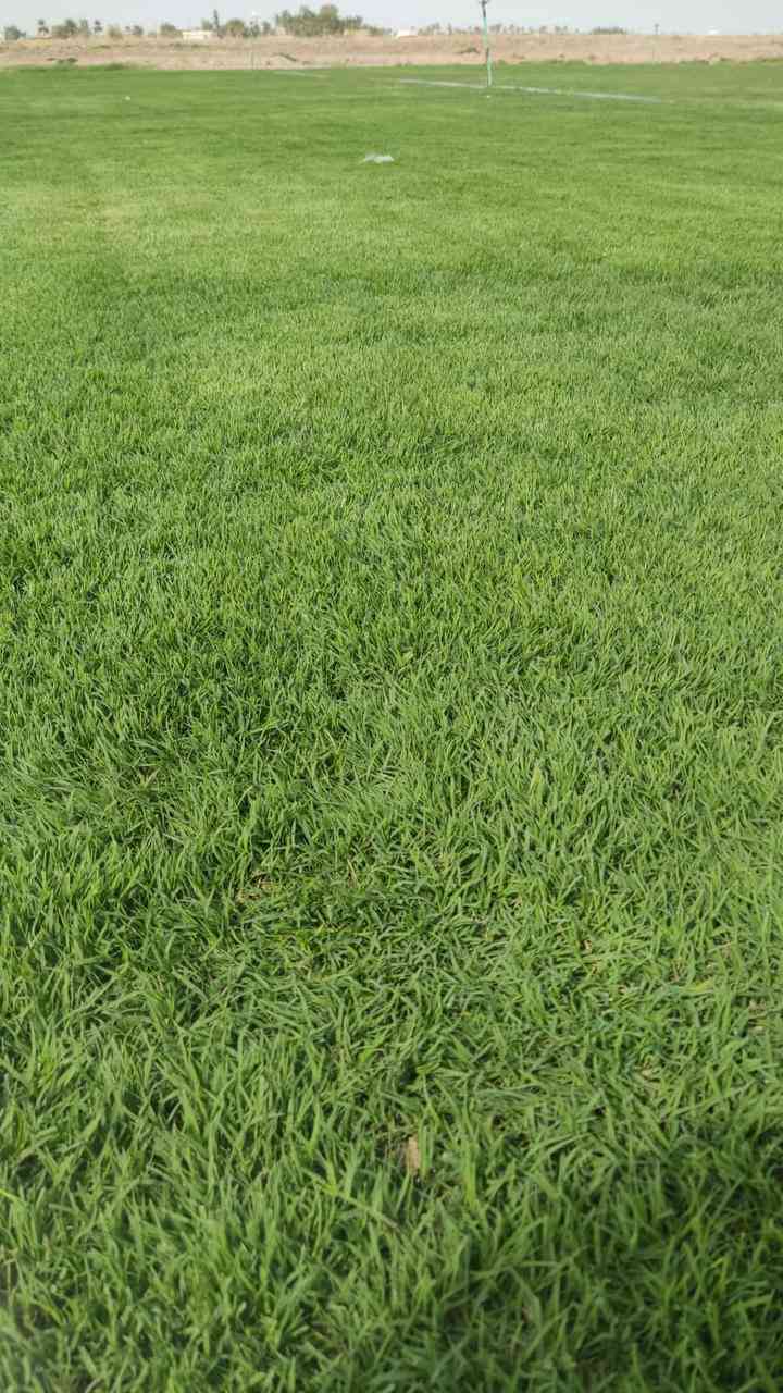 باسعار ثيل ديالى الطبيعي 🏡
أهلاً بكم في مجموعه مزارع ديالى لثيل الهندي الطبيعي 🌿🌱

 نقدم لكم افضل انوع الثيل الطبيعي عالي الجوده يتحمل كافه الضروف البيئية.🌦️🌞

دائم الخضرة🌿🌳 وباسعار تنافسيه وعروض مميزة ☘️❤️

#مستعدون لتجهيز وفرش الحدائق🏡 ودوائر الدولة🏡والمنازل🏡🏡

و تجهيز الملاعب🏟️ والمنتزهات بانسب الاسعار مع ضمان الجودة العالية في العمل👷👷

مع خدمة التوصيل خلال24ساعه🚛🚛  

الاسعار 💵💸 تختلف حسب الكمية 

للاستفسار الاتصال على : 

او التواصل مع الصفحه عن طريق ارسال رسالة على الوتساب او الاتصال📞‏***********
