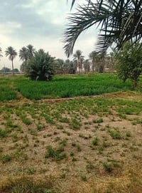 بستان للبيع عشره دونم ونص واجهه علي الشط جنس الارض بستان تباع مع البيو...