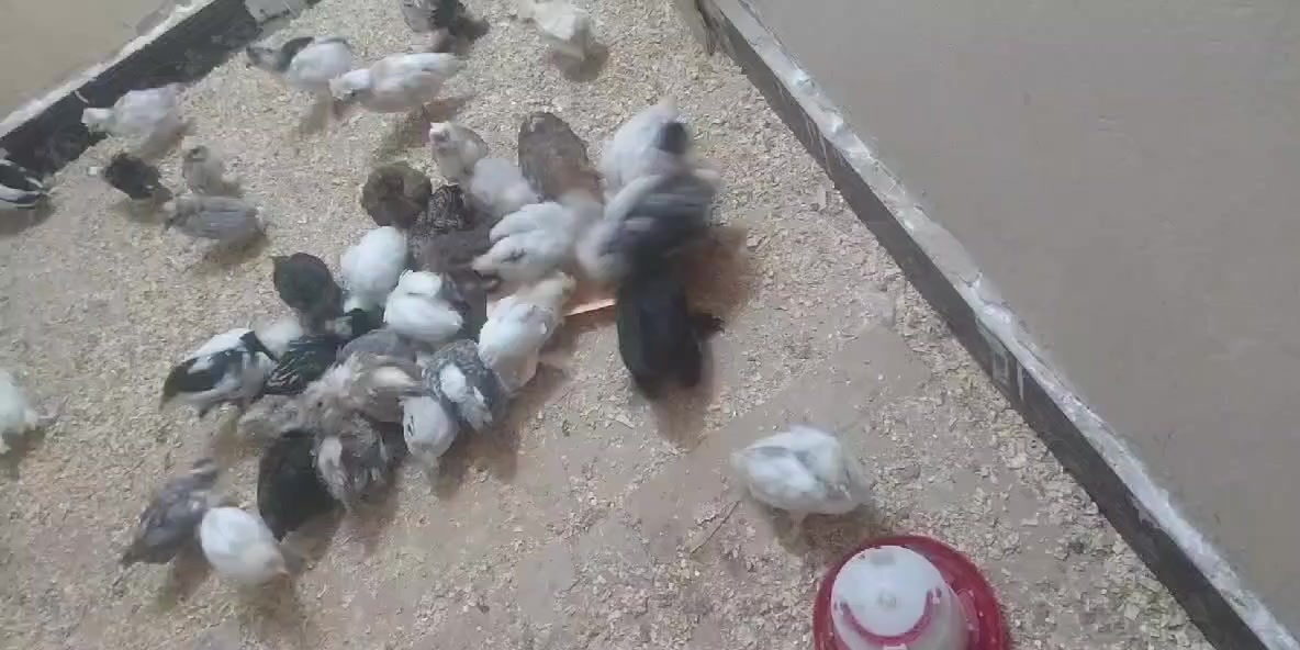 متاح افراخ سلطاني وبالوني العمر 17 يوم الزوج ب 14 العنوان سامراء


**إذا كنت صاحب هذا الإعلان وتريد حذفه لأي سبب، رجاءا أرسل رسالة إلى الدعم الفني**