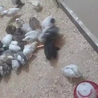 افراخ سلطاني وبالوني • ١٧ يوم • سامراء