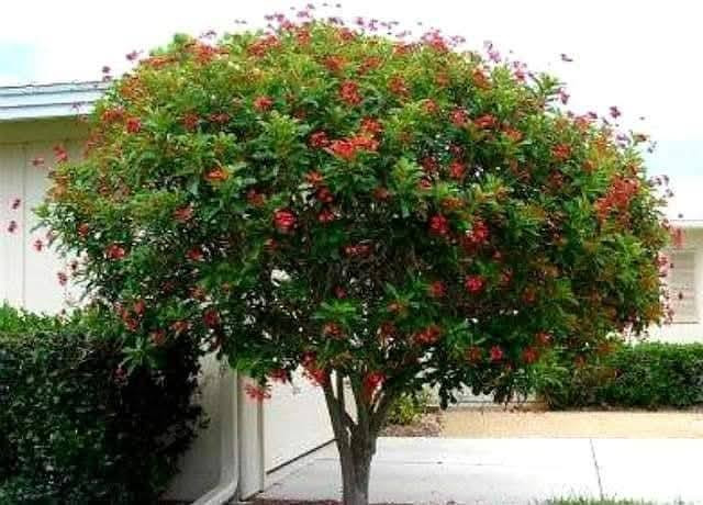 السلام عليكم متابعينا 🤍.
نعلن عن توفر اشجار الجاتروفا او الجادروفا واسمه العلمي (jatropha integerrima)🌺🌳

ارتفاع متر تقريباً 🩵
السعر   ١٠ الف 🩷

 تنتج زهور حمراء صغيرة الحجم و لكن على شكل كتل او مجموعات في الغصن الواحد وتزهر بكثافة منذ حلول الربيع و طوال الصيف و لكن تصفر اوراقها قليلاوتتساقط و يتوقف الازهار في الشتاء و ممكن ان تكون في موقع مشمس او مظلل واقصى ارتفاع لها يمكن يصل الى ثلاث امتار و لكن اقوم بتقليمها حتى يصبح طولها في حدود المترين فقط ذلك ان زهورها اذا كانت بكامل ارتفاعها لايمكن مشاهدتها بسهولة كما ان زهورها تصلح للمزهريات في المنزل لانها تدوم فترة طويلة .. كما يوجد ايضا اشجار جاتروفا بزهور وردية ولكنها  اقل انتاج في الزهور ..  

 أن الشجرة تتحمل الحرارة الشديدة التي قد تصل الى 50 درجة كما في العراق و السعودية و الكويت كما تتحمل ملوحة التربة و لاتحتاج الى عناية خاصة و من الملاحظ انها اذا كبرت الشجرة فأنها تضرب بجذورها في التربة بشكل قوي جدا بحيث يصعب اقتلاعها مجددا .. انني انصح حقيقة بزراعتها فهي جميلة فضلا انها تزودنا بزهور حمراء ناصعة في فترة شدة الحرارة التي ينعدم فيها او تقل فيها الزهور ..
يتم إكثارها بالعقل الخشبية في شهر  كانون الثاني وشباط  

⭐يتوفر لدينا خدمه توصيل لجميع محافظات العراق 🛻 
⭐ للحجز والاستفسار يرجى مراسله الصفحه او مراسله واتساب على الرقم ‏‪0787 413 2546‬‏
