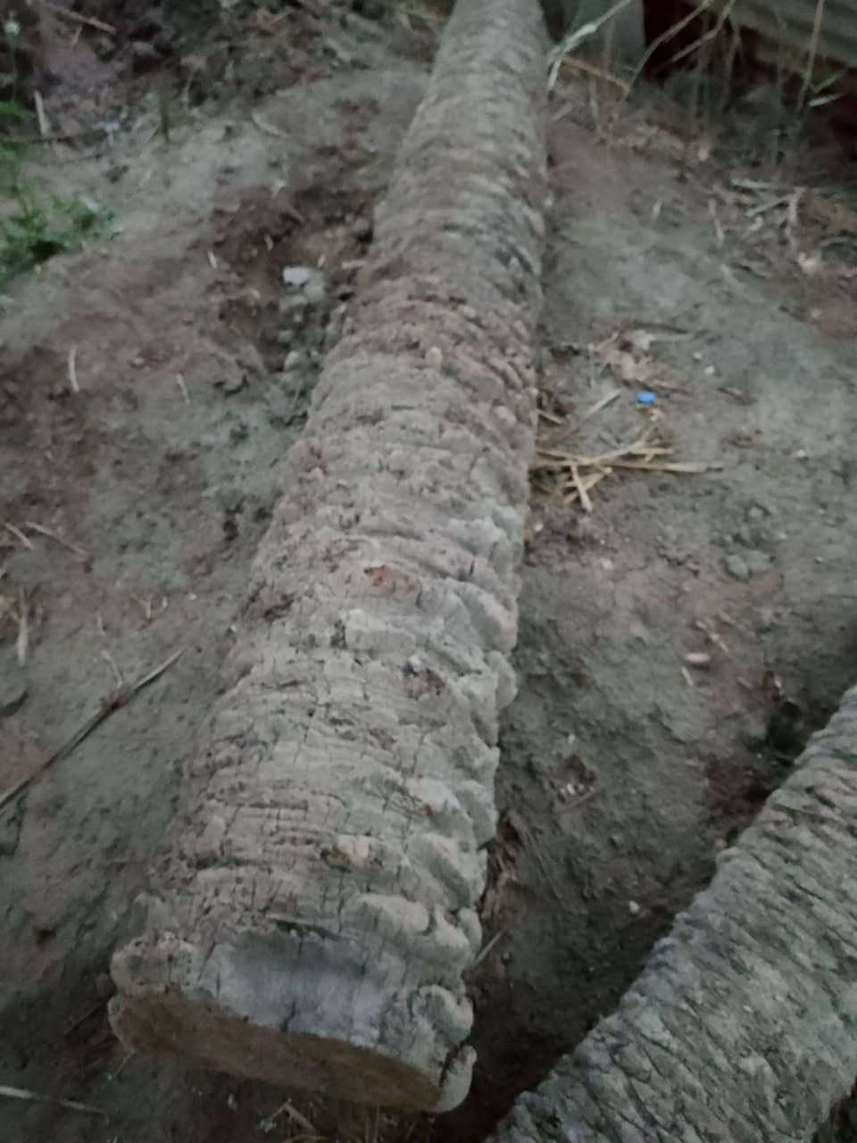 السلام عليكم جذوع نخل
تفيد لشوي الدجاج والاسماك
مكاني البصره كرمة علي
***********
