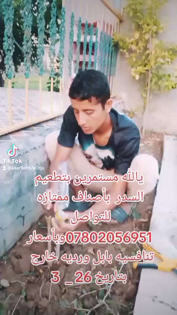 الأخوين لتطعيم السدر للتواصل ***********
