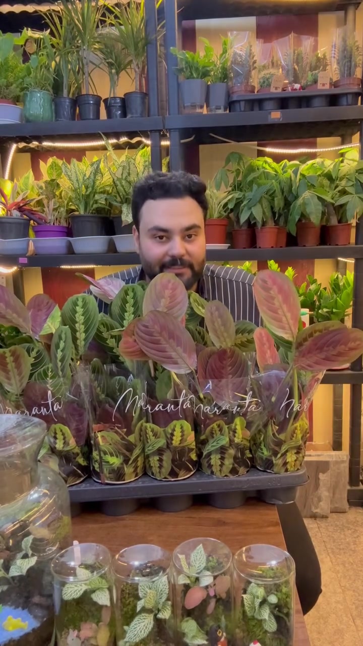 بفضل رب العالمين نباتات الضل المتوفره في معرض اوسكار 
من افضل المناشئ الهولنديه والعراقيه 
العنوان /بابل مسيب/شارع الاول العماره الزرقاء مقابيل امير المختار 
توصيل داخل المسيب حسب المنطقه 
توصيل كل المحافظات ٥٠٠٠
***********
