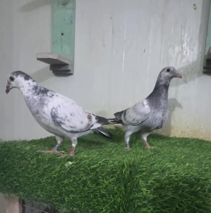متاح
افراخ زازات من خيرة السلالات الاب بطل بجنحة

الاب ⏪️ بطل بجناحة كل تسجيلاته بالعشرة

الطيرهذا سوبر سنتين  مسابق 

الام ⏪️ من خطوط المميز ابو نايف الشمري 

الاب بطل 13 سوبرعلى دمج الكرخ واخونجمة الاول سوبر ايس

الام حفيدة كتل  نيو كتل

بغداد  حي  جميلة

***********

#بغداد #البصرة #الموصل #النجف #الديوانية #بابل #الناصرية #العمارة #كركوك #ديالى #زاجل #الانبار #دهوك #اربيل #سليمانية #كربلاء #الكوت #السماوة #صلاح_الدين
