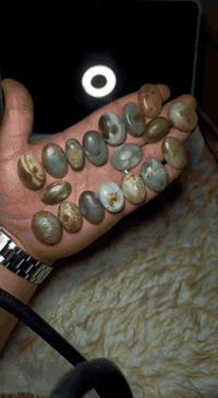 احجار داودي • سليماني طبيعي • ٣٦ قطعة