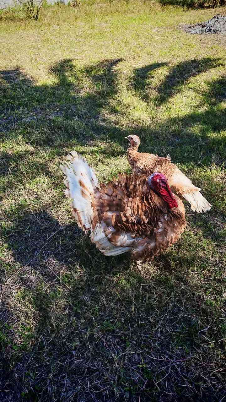 متاح بيض فسيفس عدد 10 وبيض بط كوبرا عدد 6 من هذا الحلال سعر البيضه الف مده الخزن يومين مكان كربلاء طويريج شراي يتصل ***********
