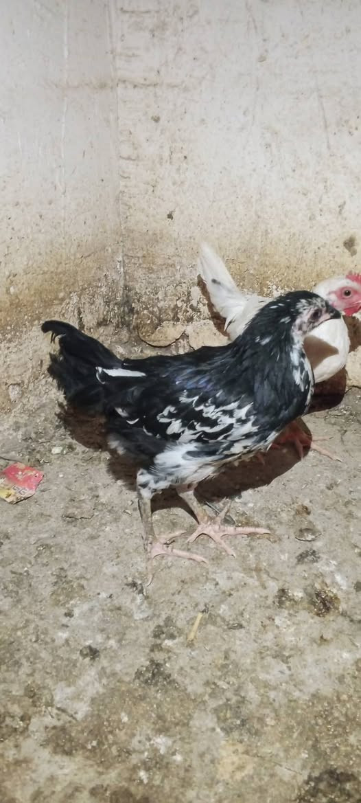 السلام وعليكم فروجه بوطاني وديج عرب للبيع شراي تعال خاص #الجميع


**إذا كنت صاحب هذا الإعلان وتريد حذفه لأي سبب، رجاءا أرسل رسالة إلى الدعم الفني**