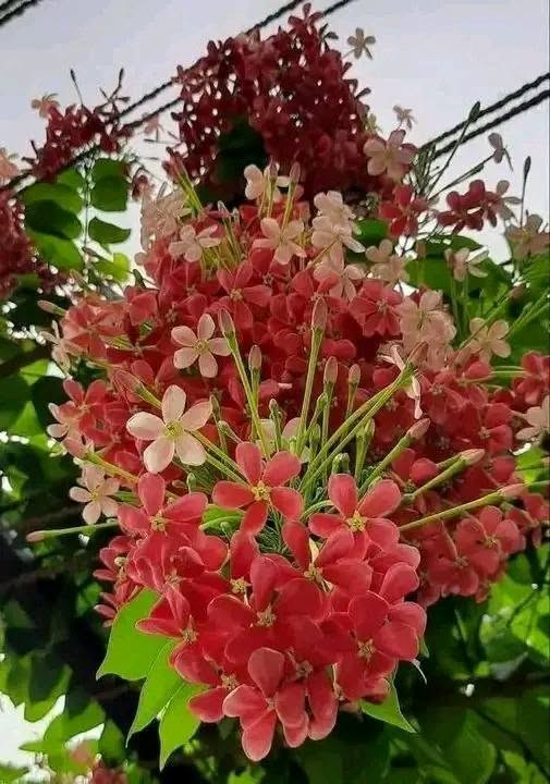 ‏
‏👈اشجار قزمي 🌹👇
‏للحدائق واسطح المنازل والبلكون 
‏
‏🌹 ليمون شهري مكسيكي مقزم وعادي حامل ثمر 
‏🌹مانجا مصرية مقزم وعادي 
‏🌹افوكادو مصرية مقزم وعادي 
‏🌹جوافة مصرية مقزم وعادي 
‏🌹كاكا اسباني مقزم وعادي حامل ثمر 
‏،🌹كستناء تركي مقزم وعادي 
‏🌹شجر شوكولاتة مقزم 
‏🌹بلاك بيري حجم كبير 
‏🌹دراجون فروت التنين حجم كبير 
‏🌹بباي مقزم وعادي 
‏🌹مس فلورا جامبو كوكتيل حامل ثمر 
‏🌹تين جميز مقزم 
‏🌹برتقال ابو صرة ملوكي مقزم وعادي حامل ثمر 
‏🌹كلمنتينا امريكي مقزم وعادي حامل ثمر 
‏🌹قشطة مصرية مقزم وعادي 
‏🌹تين زراقي تركي مقزم وعادي حامل ثمر 
‏🌹بندق تركي مقزم وعادي 
‏🌹ليمون الكافيار حجم  كبير
‏🌹دوالي زيني بلدي حلواني دراويشي 
‏🌹كرز احمر عناب شامي مقزم وعادي 
‏🌹مشمش مستكاوي حامل ثمر 
‏🌹دراق جميع الانواع حامل ثمر 
‏🌹خوخ جميع الانواع حامل ثمر 
‏🌹زيتون اسباني مقزم اربكينا 
‏🌹زيتون بلدي رومي مطعم 
‏🌹زيتون نبالي محسن
‏
‏للاستفسار التواصل على الرقم 0776989864  التوصيل مجاني لباب بيتك جميع المحافضات 
‏عندك ارض وحاب تستصلحها وتزرعها احنا بنزرعلك اياها 
‏🌹مختصون بتنسيق الحدائق والمزارع  وزراعة الأحواض وتأمين 🌹التربة الحمراء وتقليم وتركيب الاشجار تسميد ورش المبيدات والكشف مجاني
‏


**إذا كنت صاحب هذا الإعلان وتريد حذفه لأي سبب، رجاءا أرسل رسالة إلى الدعم الفني**
