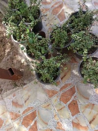 ٣ نباتات • داخلي وخارجي • توصيل المسيب