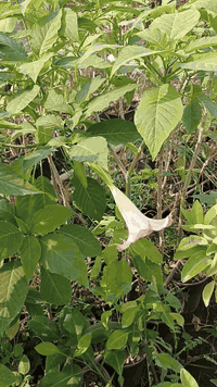 🌼 شجرة الكولونيا – بروغمانسيا (أبواق الملائكة)  شجرة زينة استوائية ساح...