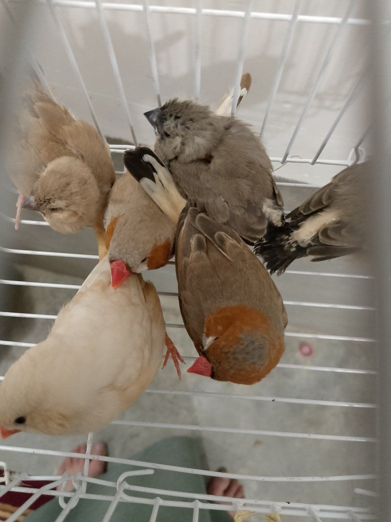 متاح فناجس زوج سوبر جامبو فحل بلاك برست ونثية هاف اورنج ايزابيل هيا وافراخها وتك فحل وياها مكاني حديثة منطقة الثمانية


**إذا كنت صاحب هذا الإعلان وتريد حذفه لأي سبب، رجاءا أرسل رسالة إلى الدعم الفني**