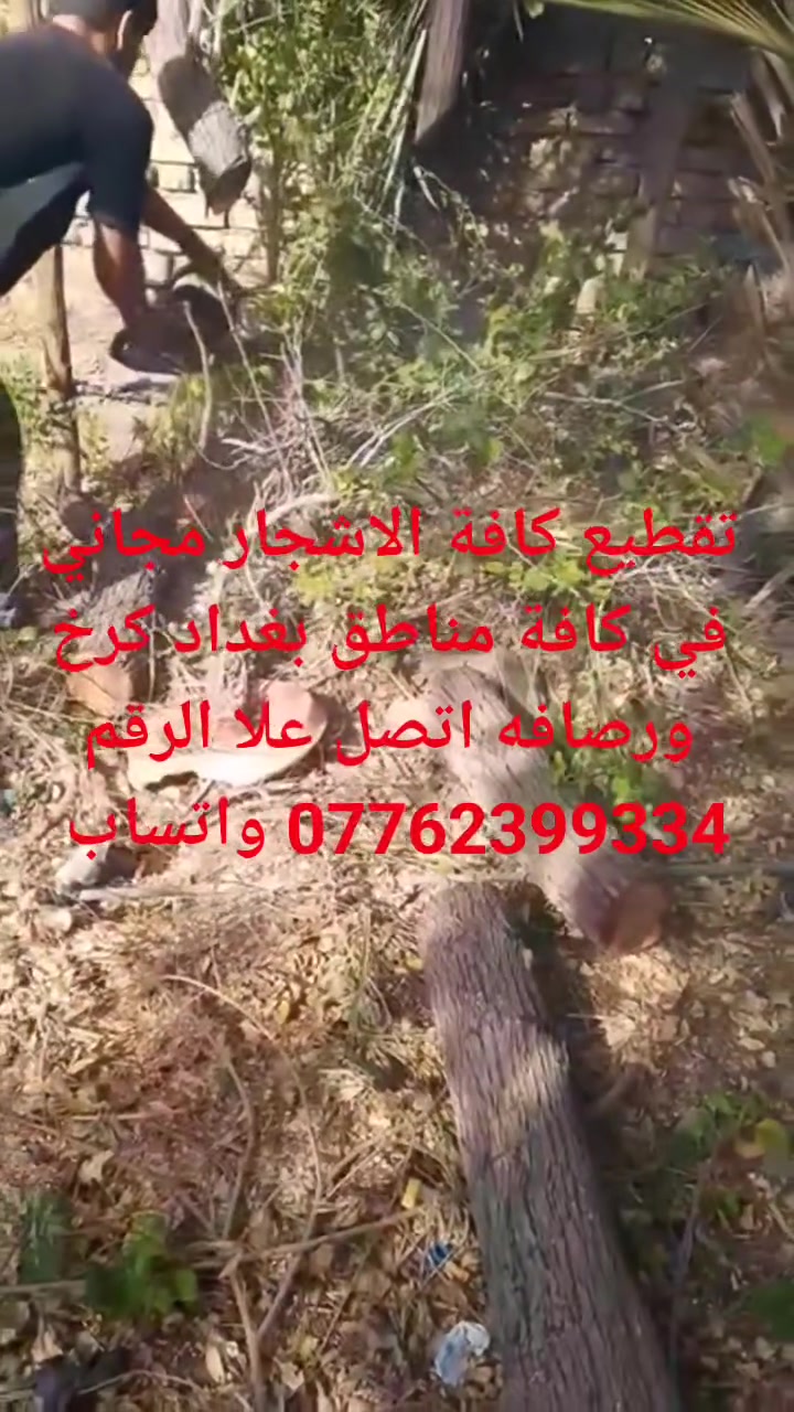 تقطيع كافة الاشجار مجاني في كافة مناطق بغداد كرخ ورصافه اتصل علا الرقم *********** واتساب
