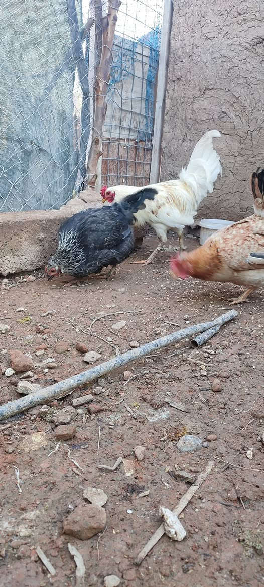 متاح دجاجتين وديك للبيع ***********
