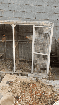 سلام عليكم قفص البيع مكان كربلاء الشبانات  طول 210 ارتفاع 150 عرض متر سعره 75 ***********
