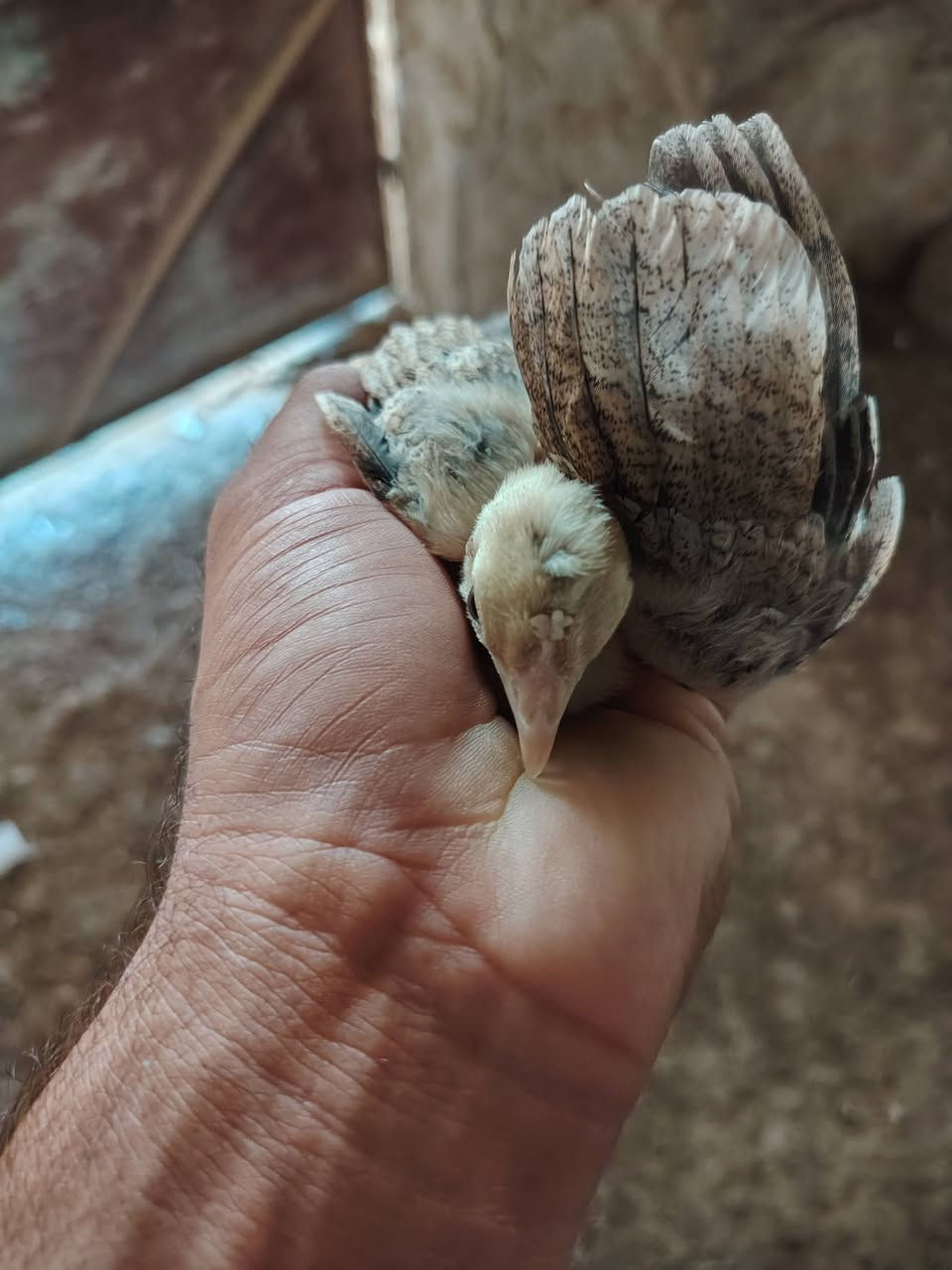 متاح افراخ كويتي اغلبهم افرك
من هذا الحلال
***********
***********
