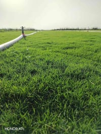 ثيل • درجة اولى • ديالى