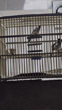 السلام عليكم للبيع نثيةكدامكم قرايته فول الله شاهدقفلها هي والقفص 65 بدون قفص ب 50 قفل مكاني بغداد العلاوي ***********
