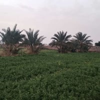 ناصريه شط الغراف • ١٥دونم زراعي • ١٠٫٥دونم شاطي