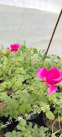 مشتل جمال الهذال • بعد العيد • ناحية الزاب