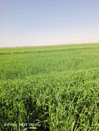 شروه للبيع ٢٥خمسه وعشرين دونم ٠٧٨١١٣٣٢٦٦٤