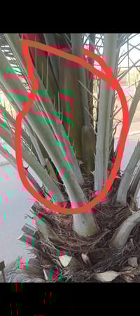 نخل • العمارة بشر بالظهور • فلاح نخيل