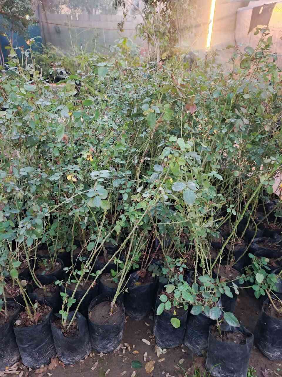 الورد الجوري السلطاني: يعتبر من الزهور العطرية الدائمية تتحمل كافة الظروف الجوية يتميز بعطر قوي وفواح 
للحجز والطلب يرجى المراسلة 
توصيل فقط المسيب __كربلاء__حله__بغداد


**إذا كنت صاحب هذا الإعلان وتريد حذفه لأي سبب، رجاءا أرسل رسالة إلى الدعم الفني**