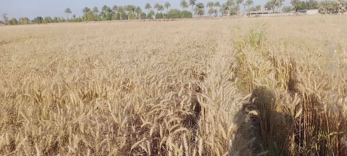 سلام عليكم رض زراعيه 7دونم البيع ماي سقي وسأله وكهرباه وتبليط  ‏‪***********‬‏.        ‏‪***********‬‏
