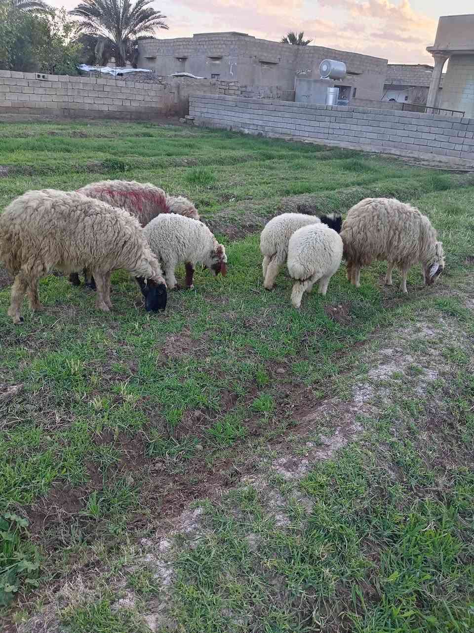 نعاج مولدات للبيع ***********
