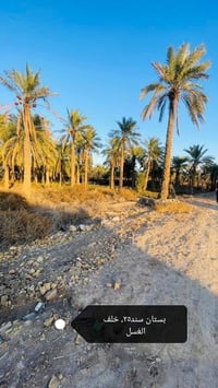 بستان للبيع طابو أسهم للبيع طريق سوك فضليه خلف لغسل الأصفر كاع الـ سعد...