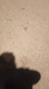 ماكس بوليس • موديل 10 • محرك رياضي