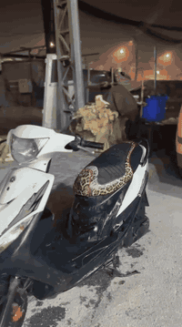 ماكس عدلة للبيع سعر 550 وبيها مجال
***********
