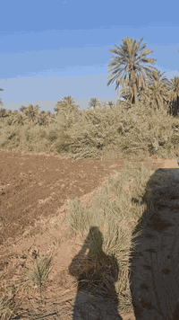 للبيع :
بستان  2  دونم 
ت/***********
