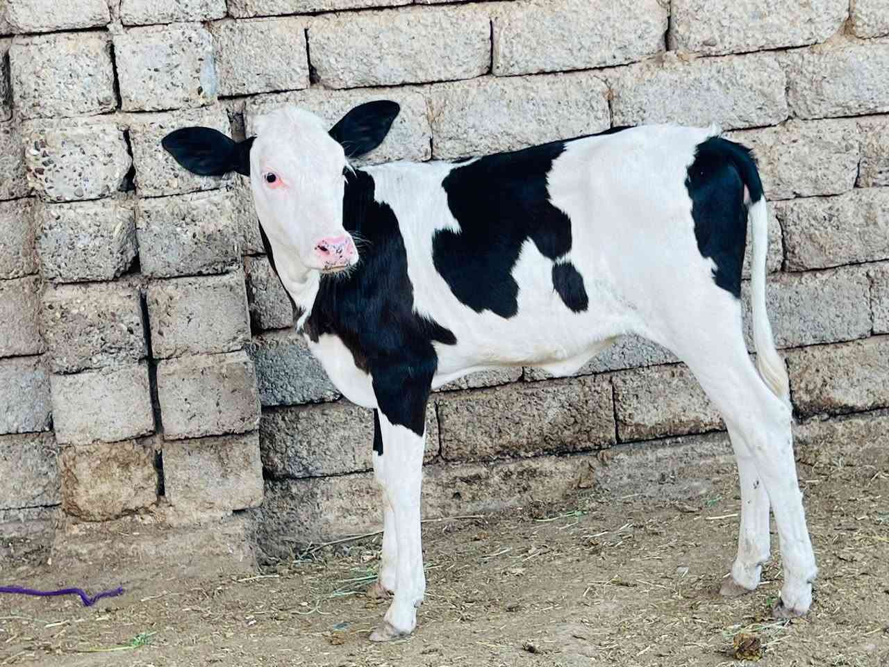 السلام عليكم جوز حوليات وحده #سمنتال الاصلي جمه عرموطي شرط الاصليه وحده  فرنسيه رقم واحد ثنيناتهن جنس اصليات وحده عمرها 4 اشهر وسمنتال عمرها 6اشهر 
المكان صلاح الدين الشرقاط الخضرانيه توصيل موجود حسب الاتفاق *********** 
ملاحض تريد وحده يرهم تريد جوز يرهم
