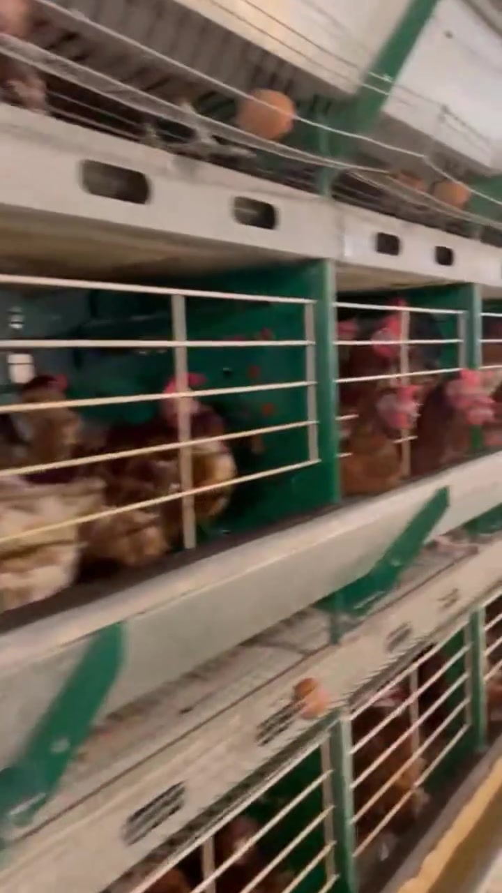 الصبح أن شاءالله تجينه وجبة جديدة من الدجاج الاحمر معدل #كيلوين السعر 3500 ثابت نقدي أو دين وحى الله المعاميل الإتصال على الأرقام التالية *********** صالح البو عزام *********** عبود البو عزام
ويوجد خدمة توصيل لحد باب البيت محلات صالح المحجوب واخوانه مجاور معرض ابو جمال للاجهزة المنزلية الموقع اسديره الفياض
الصبح أن شاءالله تجينه وجبة جديدة من الدجاج الاحمر معدل #كيلوين السعر 3500 ثابت نقدي أو دين وحى الله المعاميل الإتصال على الأرقام التالية *********** صالح البو عزام *********** عبود البو عزام
