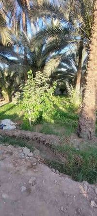 طابو ملك صرف • ٣٠٠م • شارع الحافظ