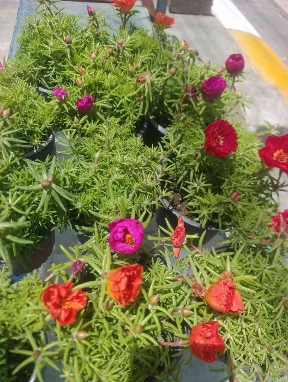 من رخصه الادمن فرع ثاني سليمانيه رابرين 
***********
