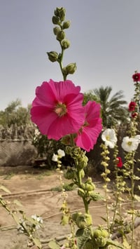 الختمة • ١٫٥م • بذور متوفرة