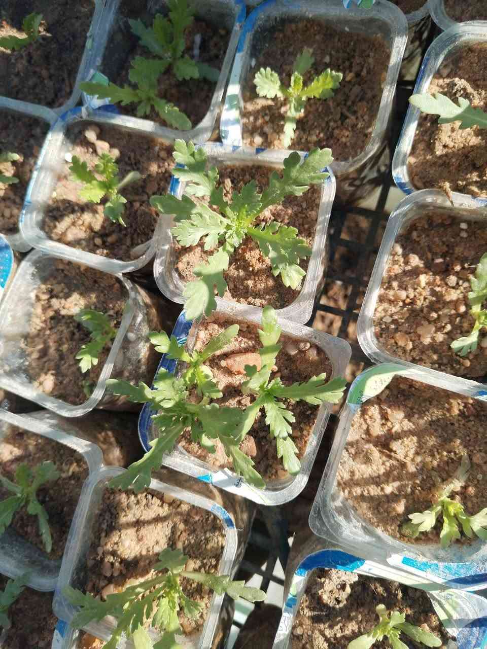 متاح لدينا بذورها بذور نبات ورد عين البقره
الطلب والحجز واتساب *********** السماوه أو مراسلة الصفحه يوجد خدمة توصيل طلبات داخل السماوه ولكافة المحافظات لباب البيت أنواع البذور الاستوائية النادره
