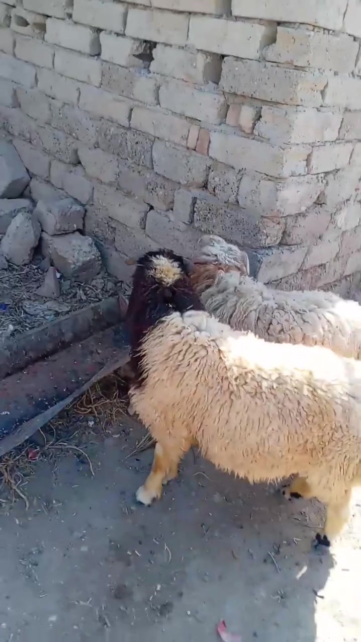 سلام عليكم لبيع طليان عدد 2 شرط نصاحه يرهمن كصابه مكان بيجي حي العصري رقم الهاتف *********** /***********
