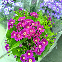 ورود وفواكه • نباتات زينة • الناصرية قلعة سكر